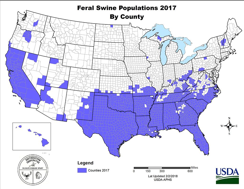 swine distribution