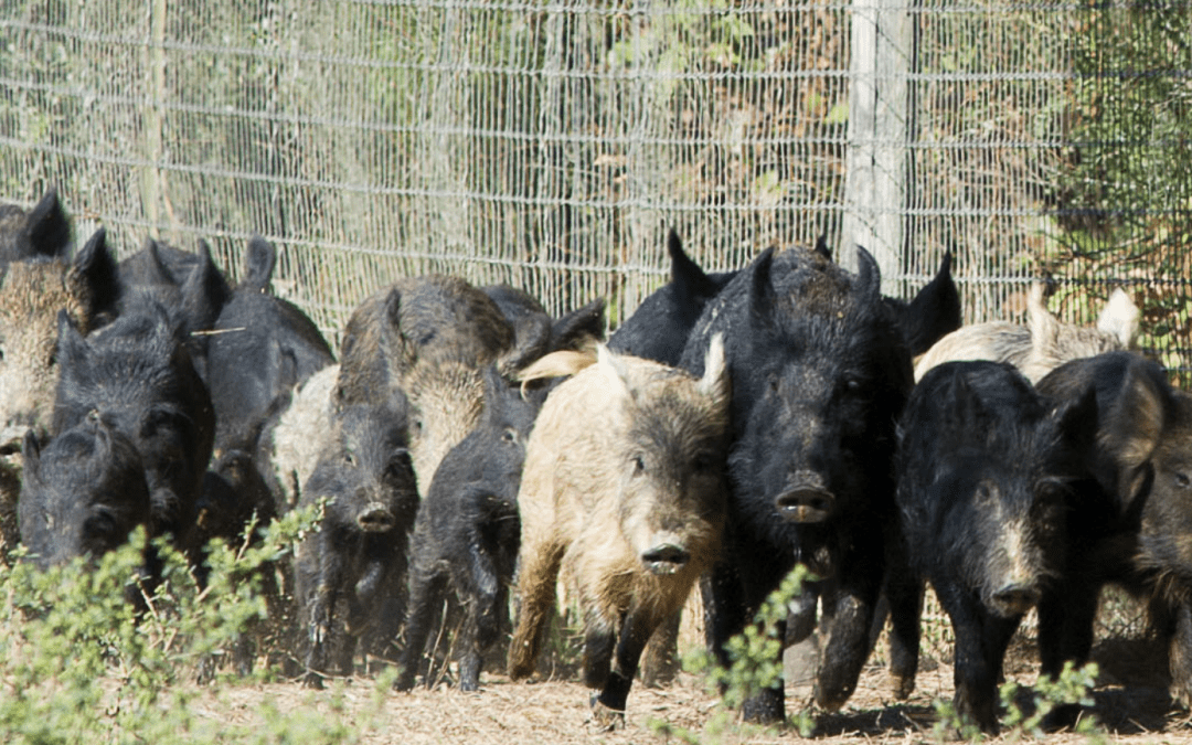 why hunt feral hogs