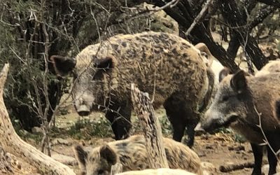 The Texas Hog Depredation Act