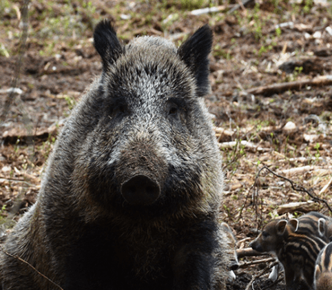 What You Need To Know About the History of Feral Hogs in the US